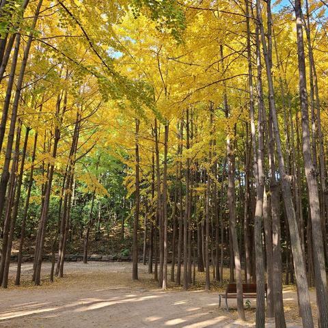 Seoul Forest Park