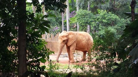 Zoológico de São Paulo